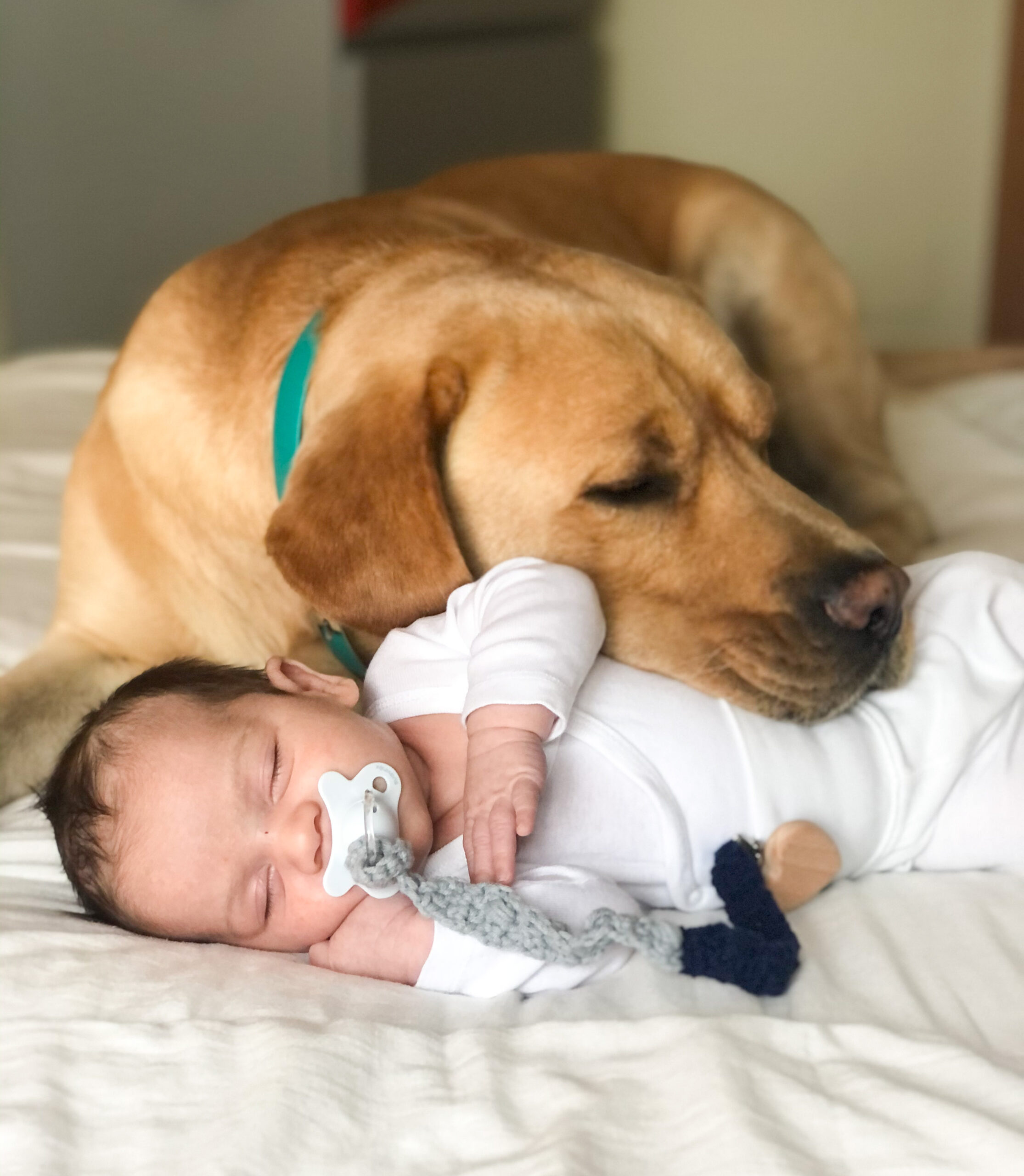 Bebé y Mascota
